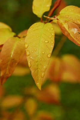 Magnolia stellata - šácholan hvězdovitý - list